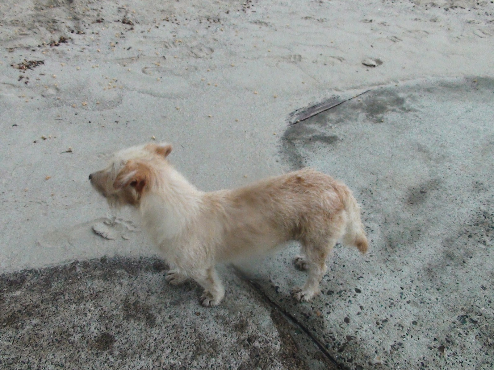 a small dog standing in the sand looking away