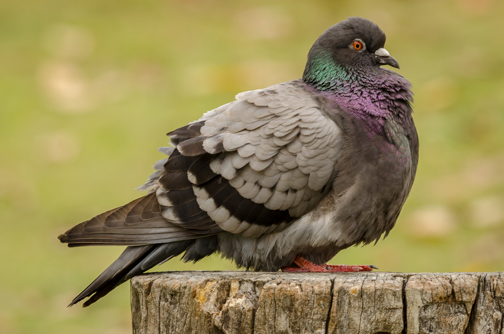 a small bird standing on a post with its eyes open