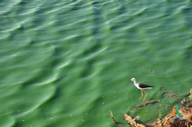 a bird stands on top of some green water