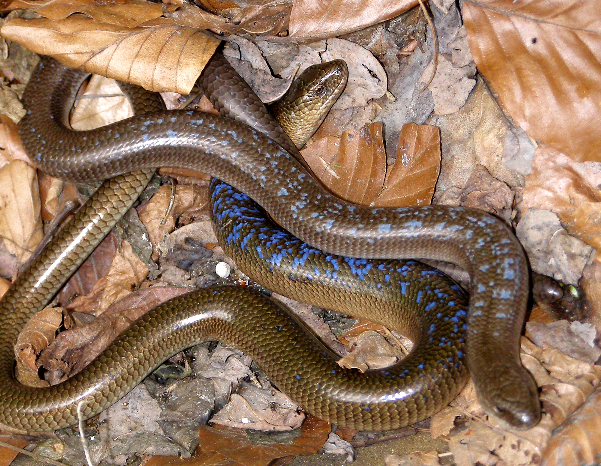 three different types of snake, with blue and brown colors