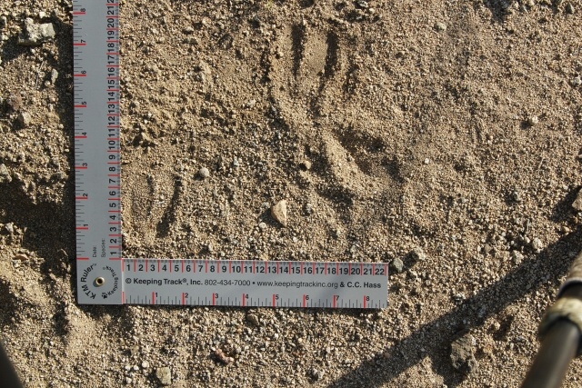 a small ruler laying in the sand beside a pen