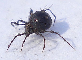 a small black spider sitting in the snow