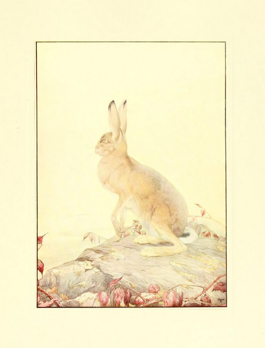 the rabbit is standing in front of a white background