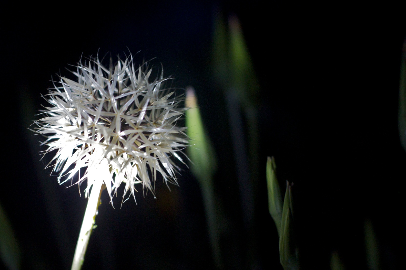 a dandelion with its leaves spinning in the wind