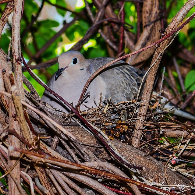a grey bird is sitting in a nest