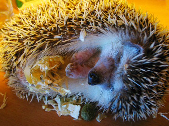 this is a hedgehog that is eating some food