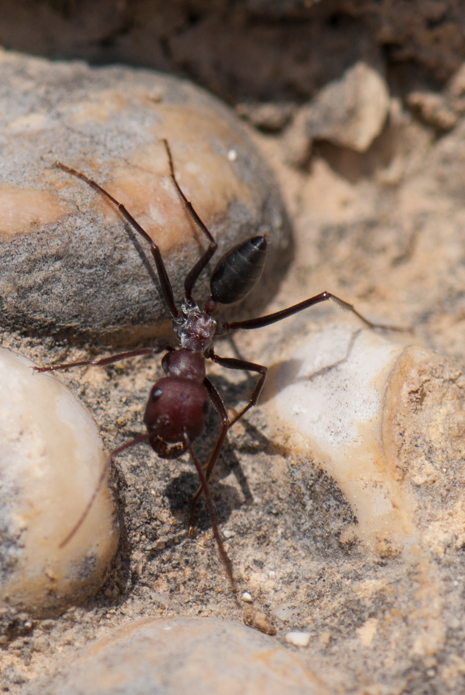 a close up view of a small spider on a rock