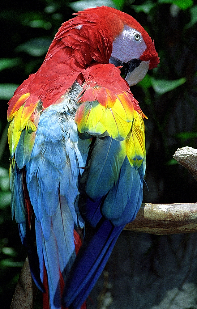 a parrot sitting on a nch near green plants