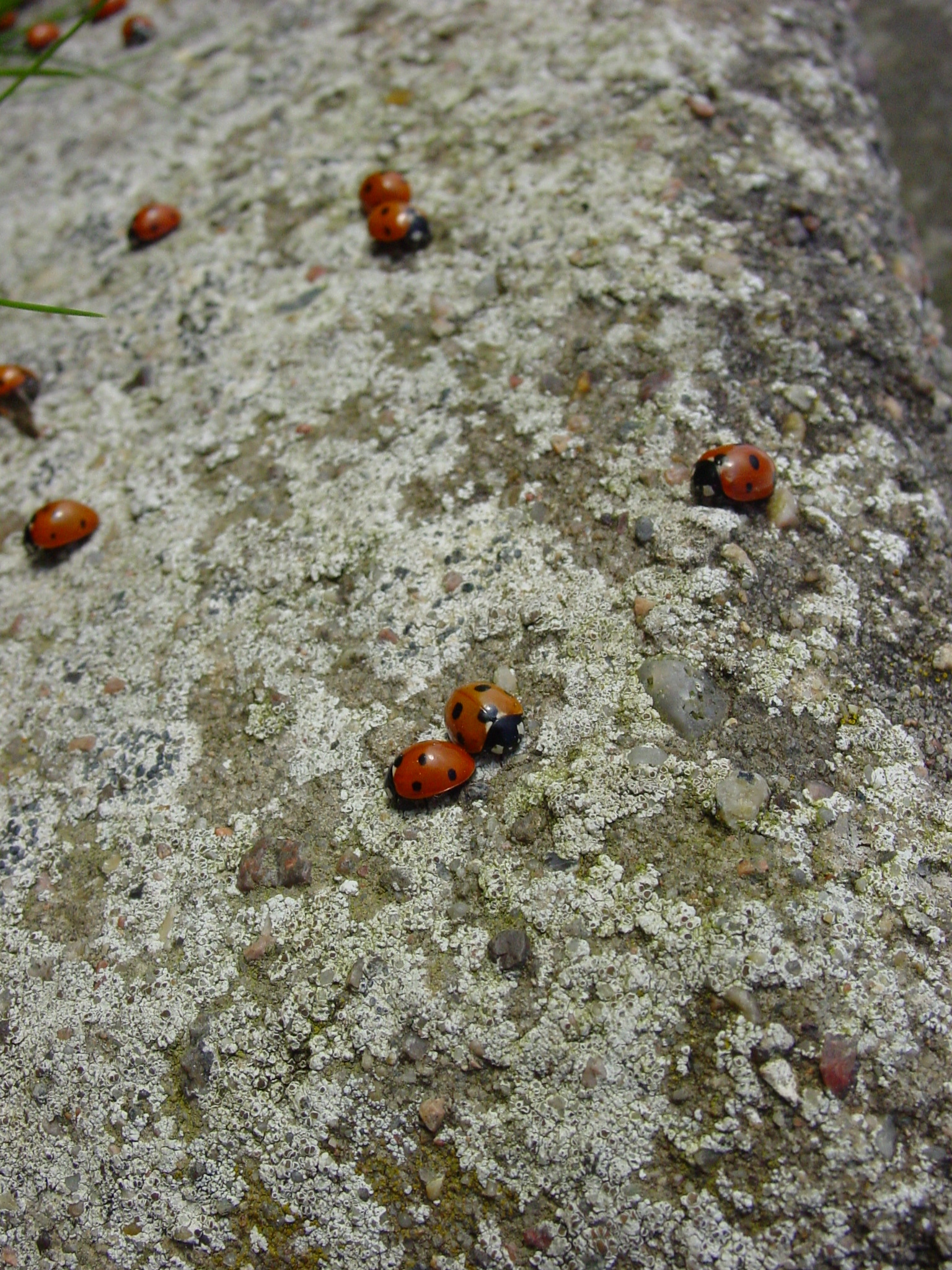 a bunch of ladybugs sitting on some rocks