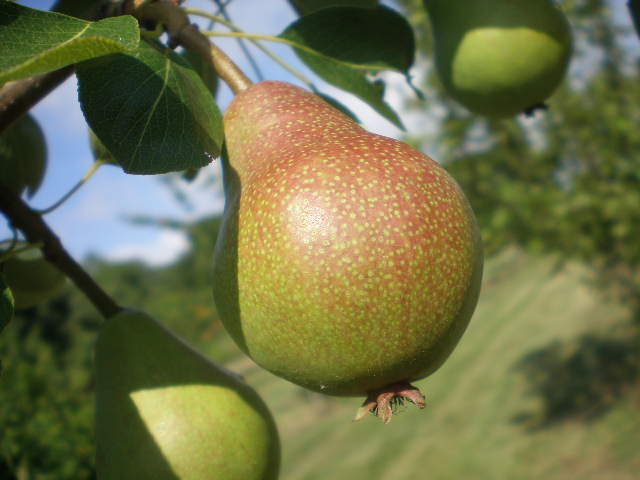two large pears are hanging from the tree