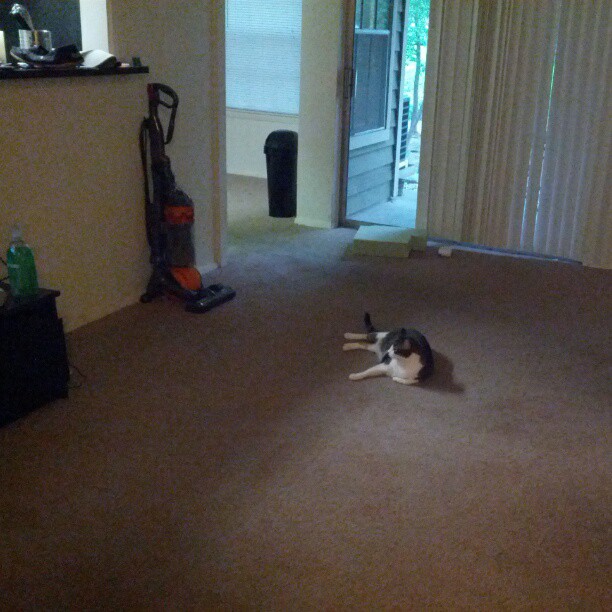 a black and white cat lying in the middle of an empty room