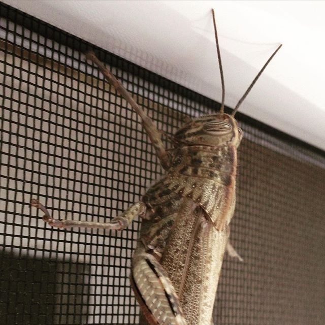 a big brown insect that is hanging on a wall