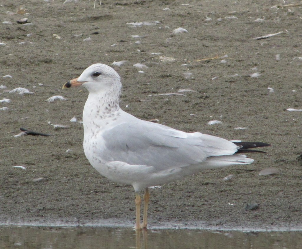 a seagull is standing in the shallow waters