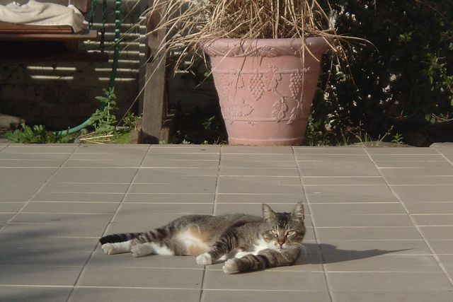 a cat is lying on the sidewalk with its front paws up and a plant in the background