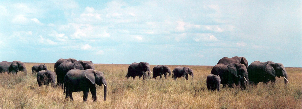 a herd of elephants walking through a dry grass field