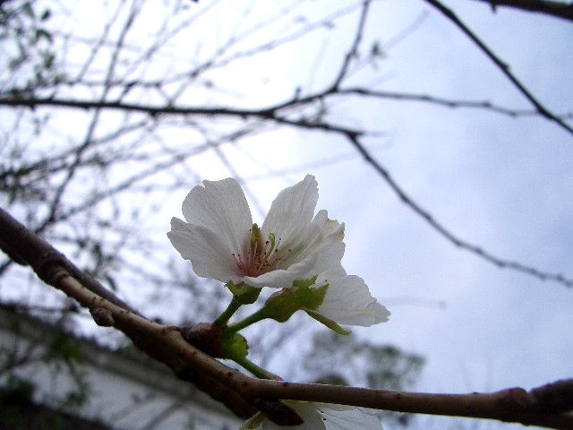 a flower on a tree is beginning to buddle