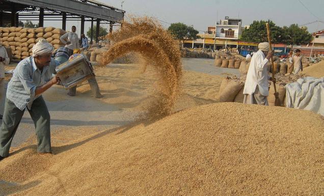 people in a grain field harvesting grains