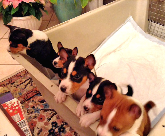 three dogs laying down in a box