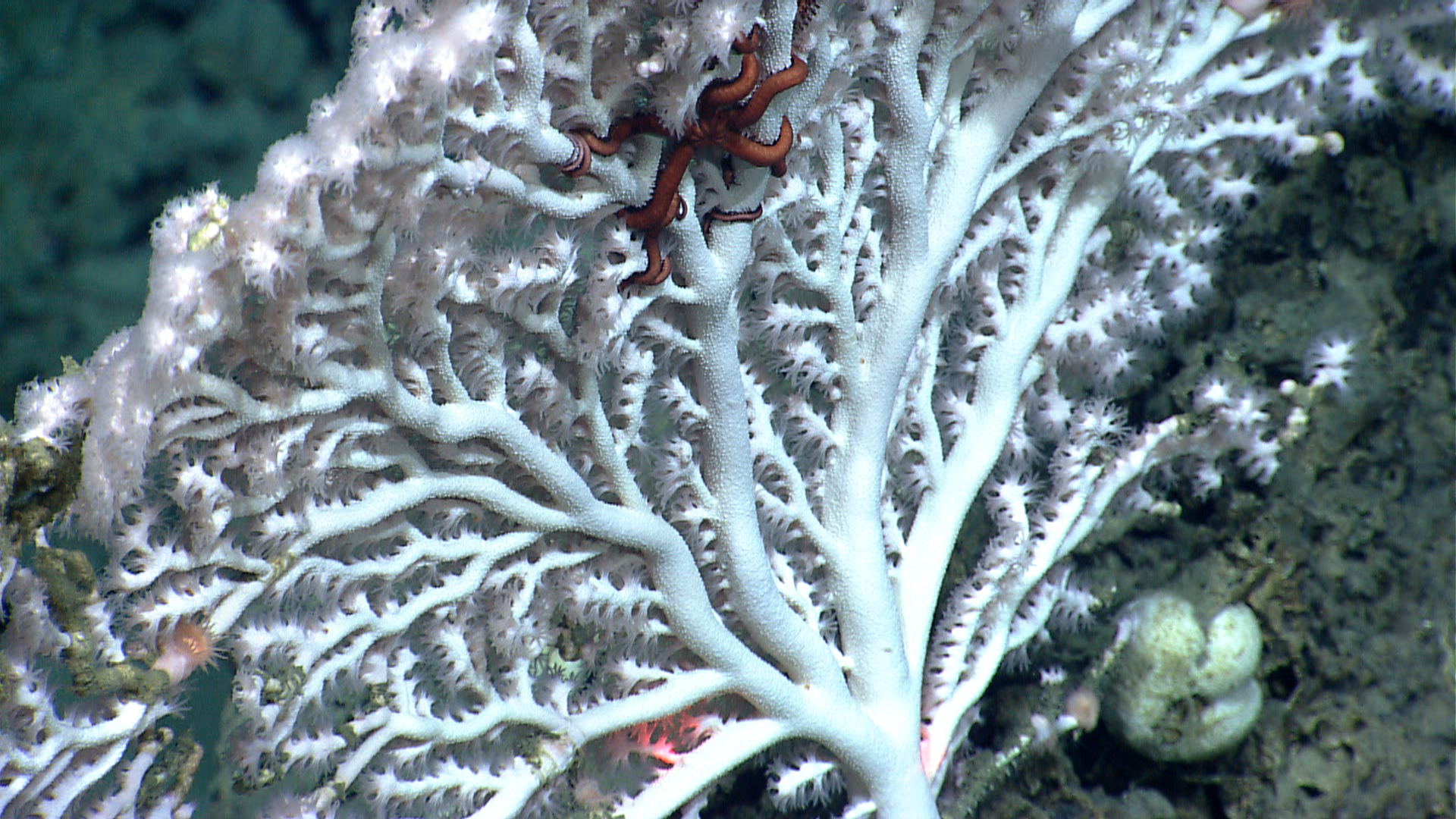 a very large coral covered in white and red