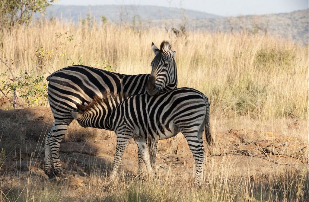 two zes standing in a natural dry field