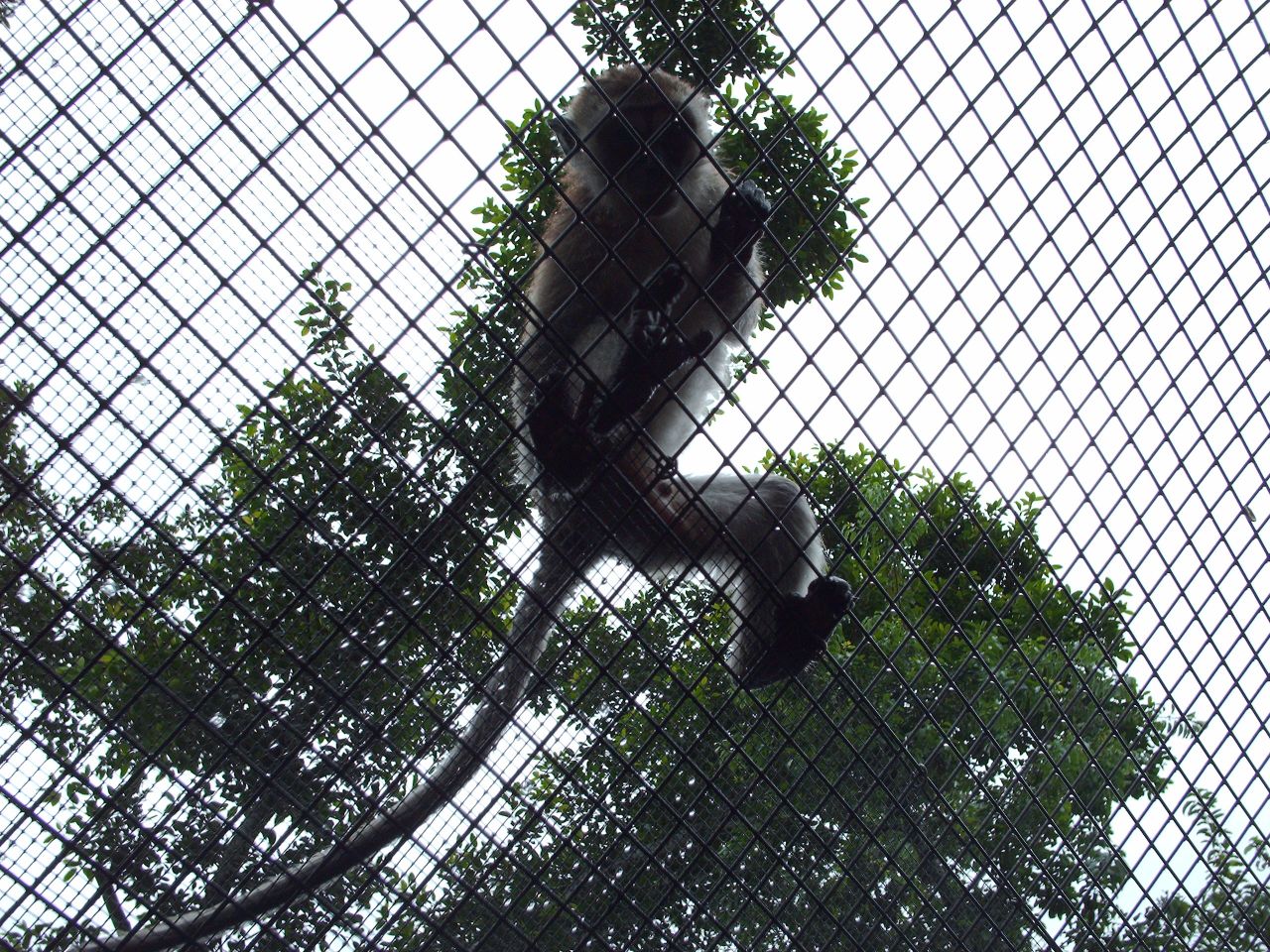 a panda bear is sitting inside of a fence