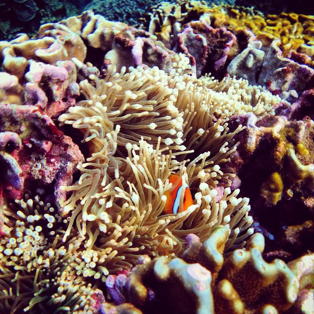 the clown fish and its beautiful white - striped anemone hiding in the corals of the reef