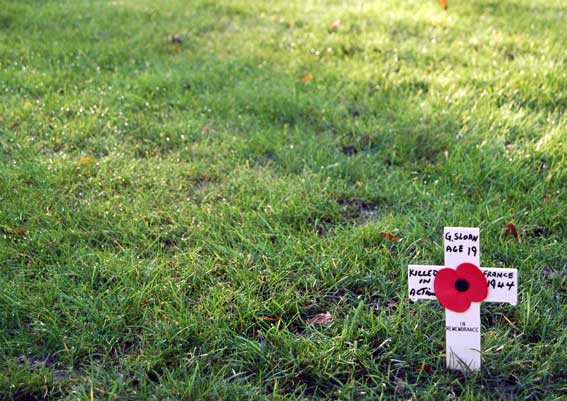 a red poppy placed on the grass in a memorial