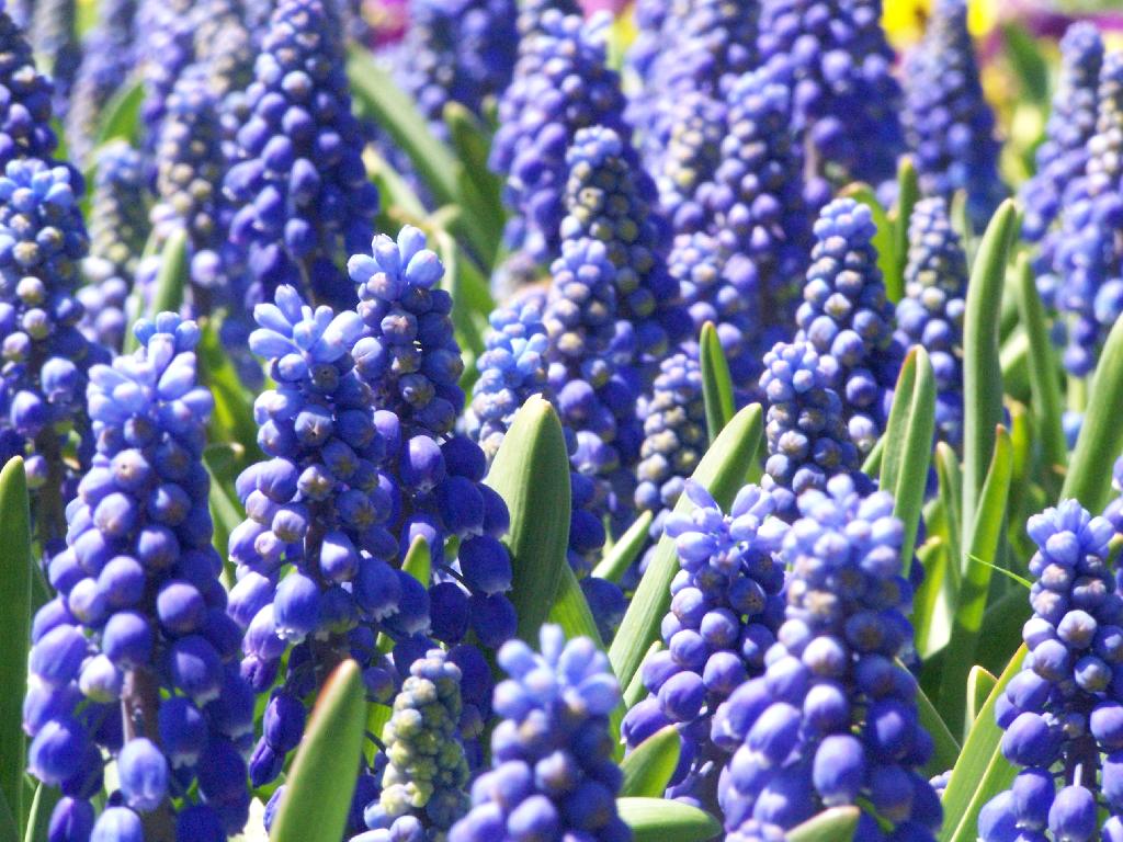 a field of flowers with blue purple and green petals