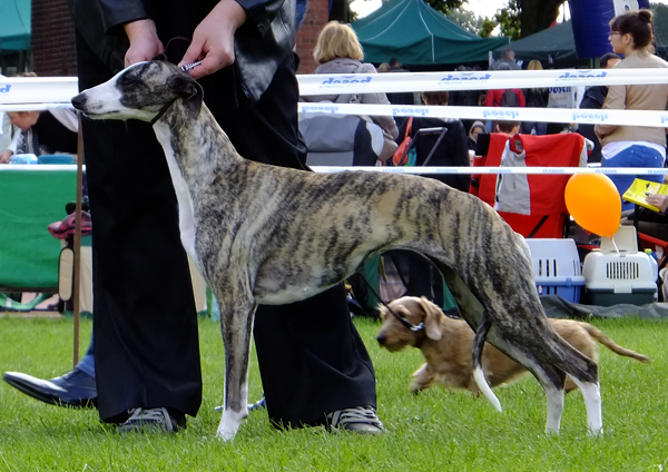 a man holds his dog by the neck as another looks on