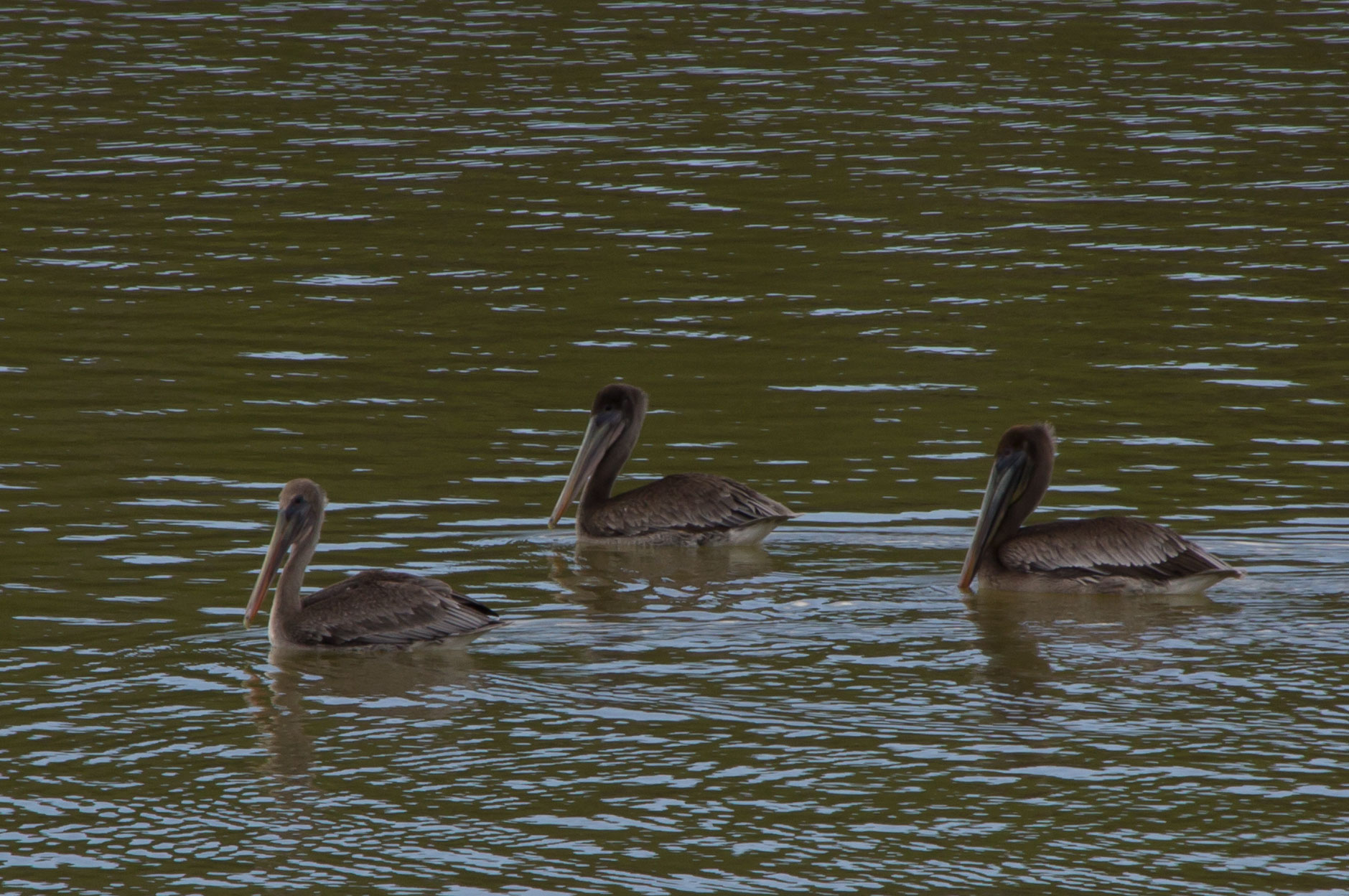 three large black birds swimming on a pond