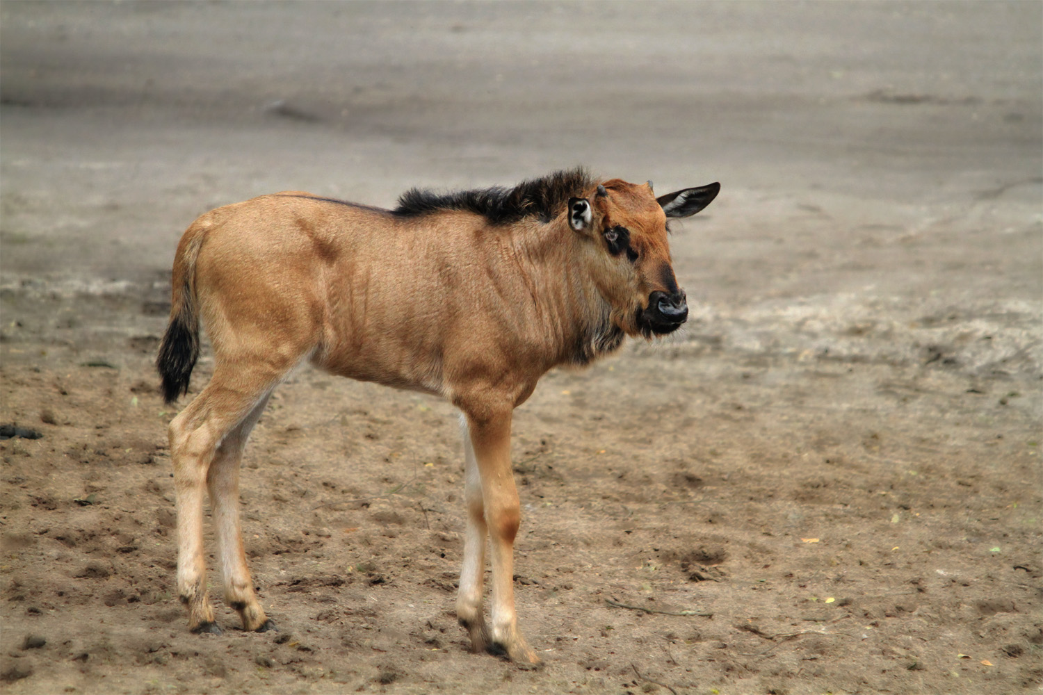 a brown and black cow with long horns standing on dirt