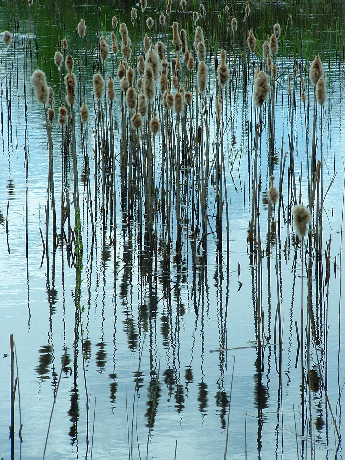 this is an image of reeds growing in the water