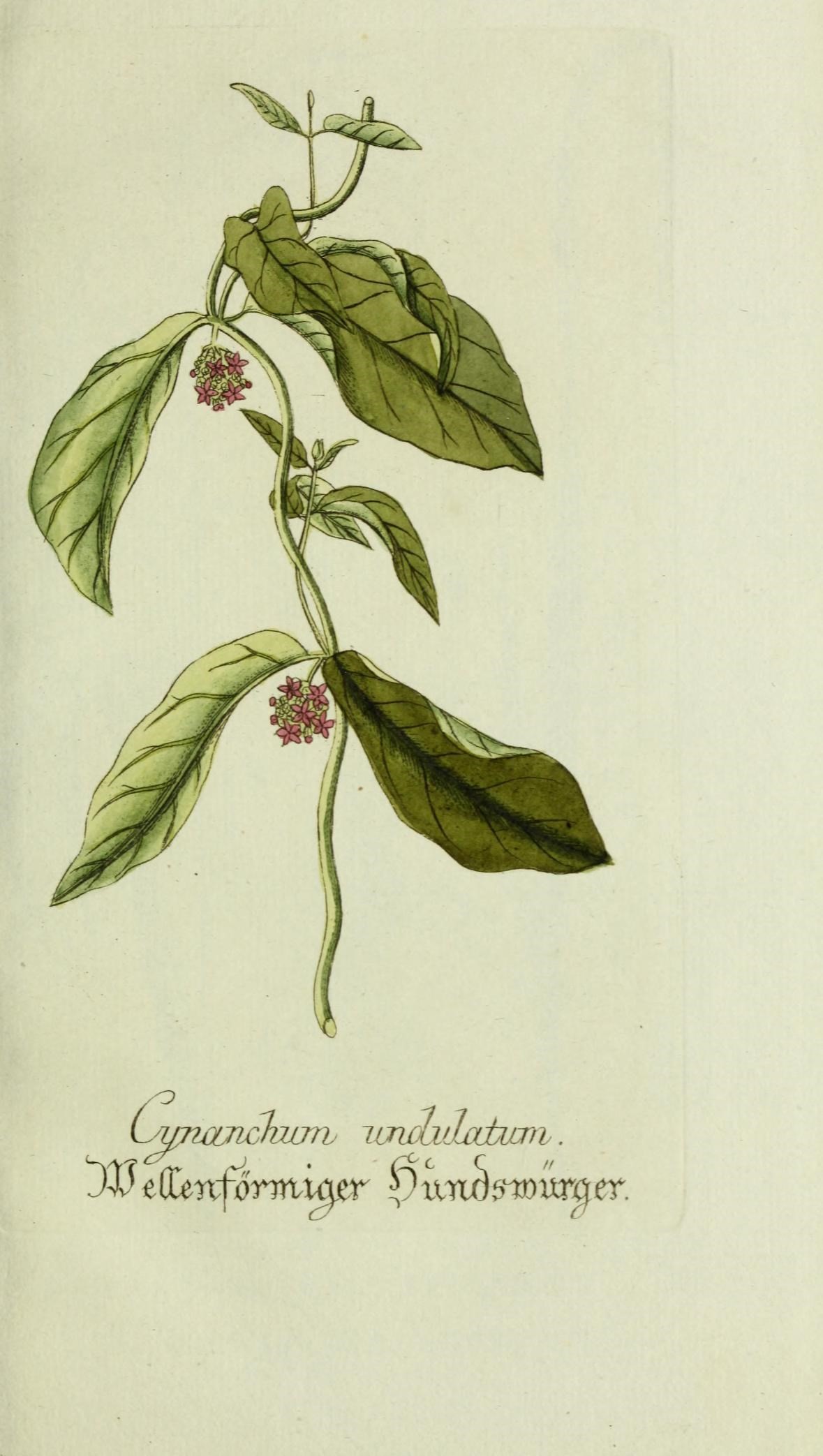 the illustration shows a leafy plant with pink flowers