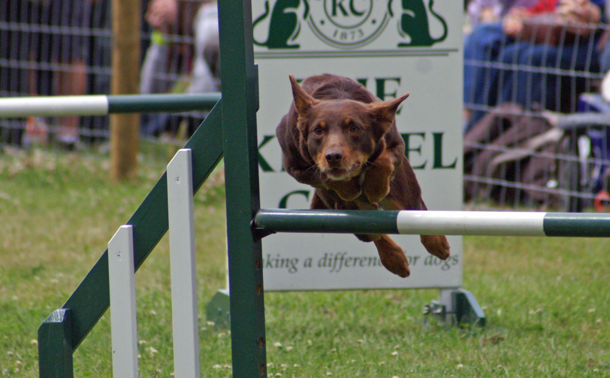 a dog jumps over a rail at a dog show