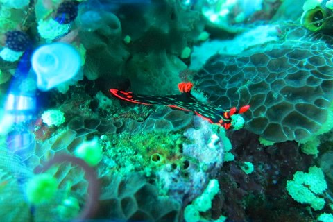 a coral is on a colorful reef as if it were in the sea