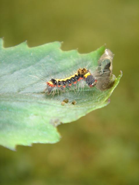 an insect larva is sitting on a leaf