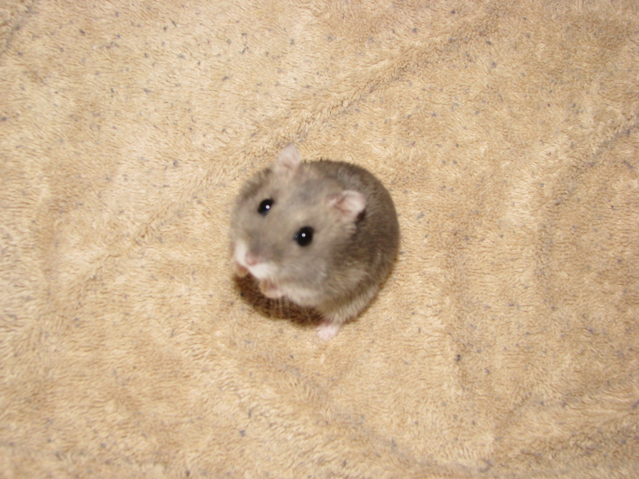 a grey mouse is shown peeking out from its hole