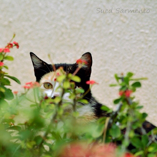 the cat is looking at soing in the planter