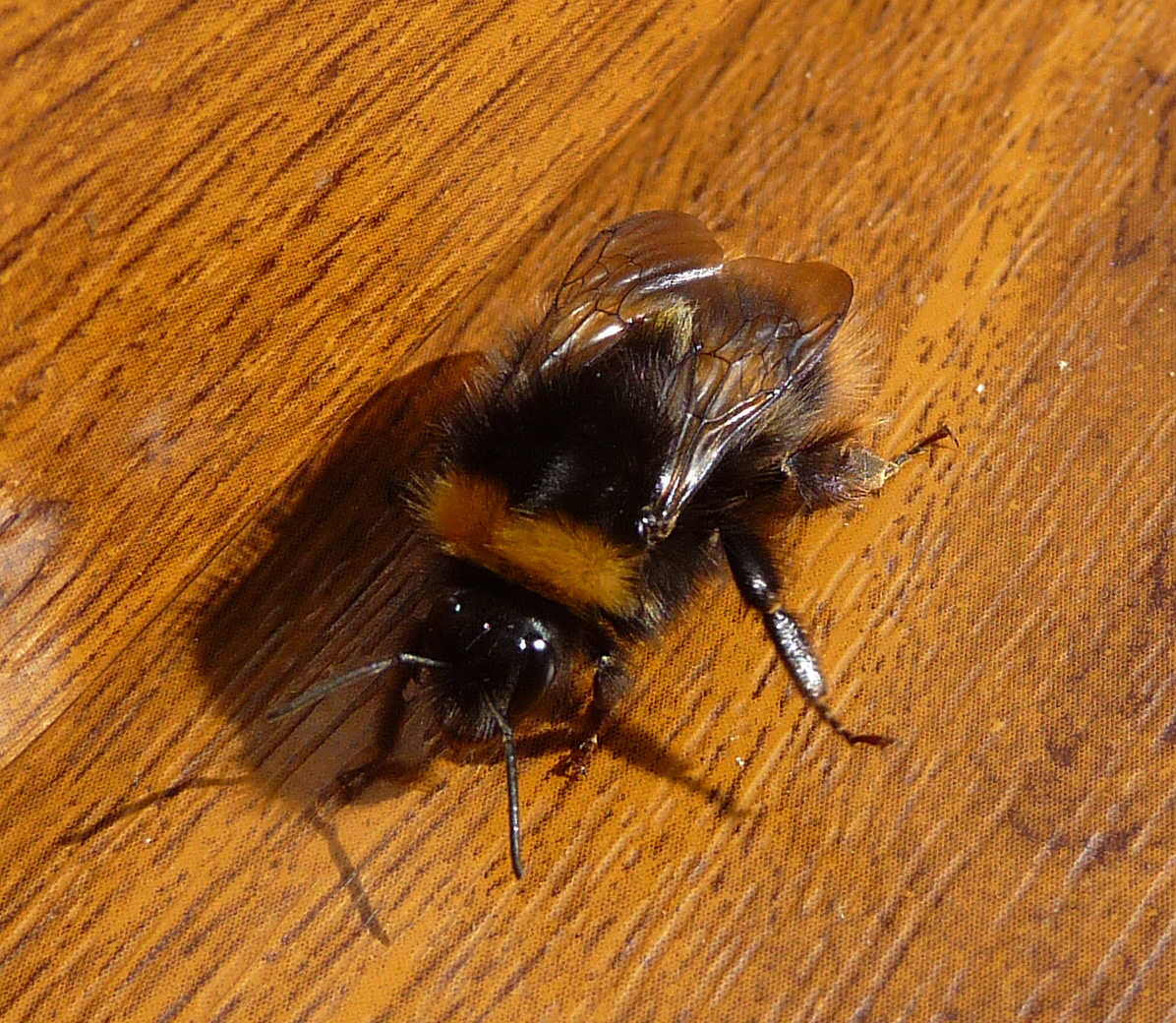there is a bee that is sitting on the floor