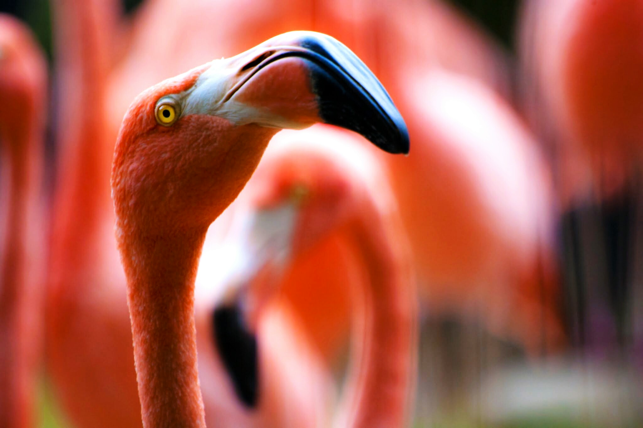 a closeup image of several flamingos standing together