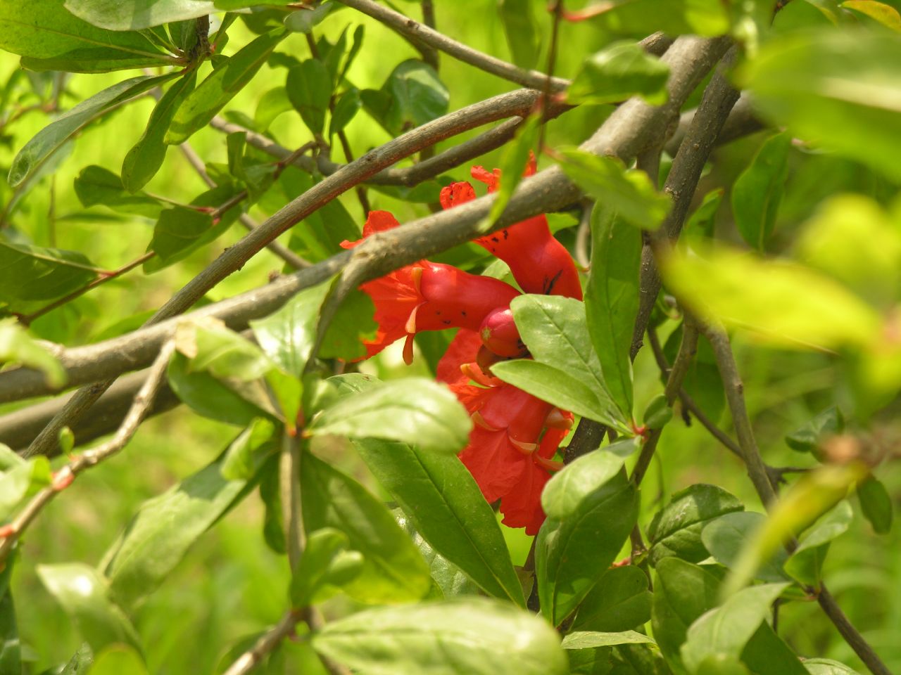 several red flowers growing on the green leaves of a bush