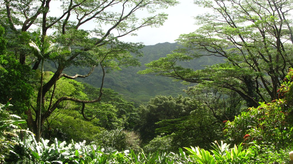 a green valley with trees and plants in it