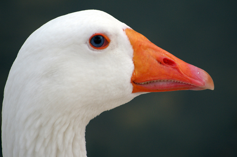 a close up view of a duck with very bright orange bill