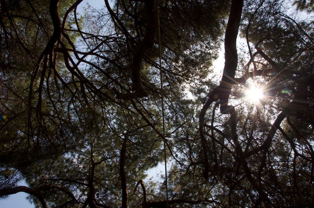 the sun shining through a bunch of trees