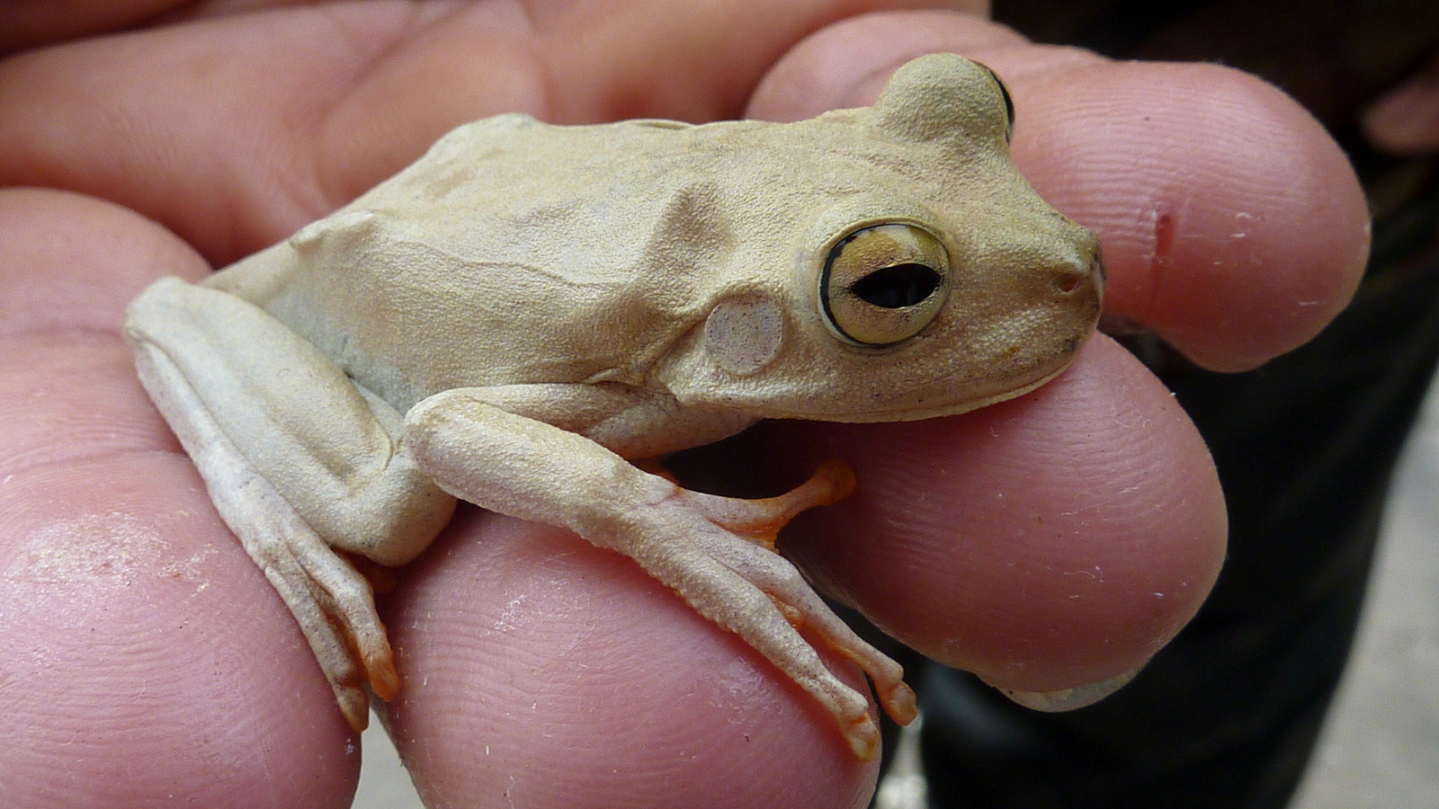 the small frog is resting on the persons fingers