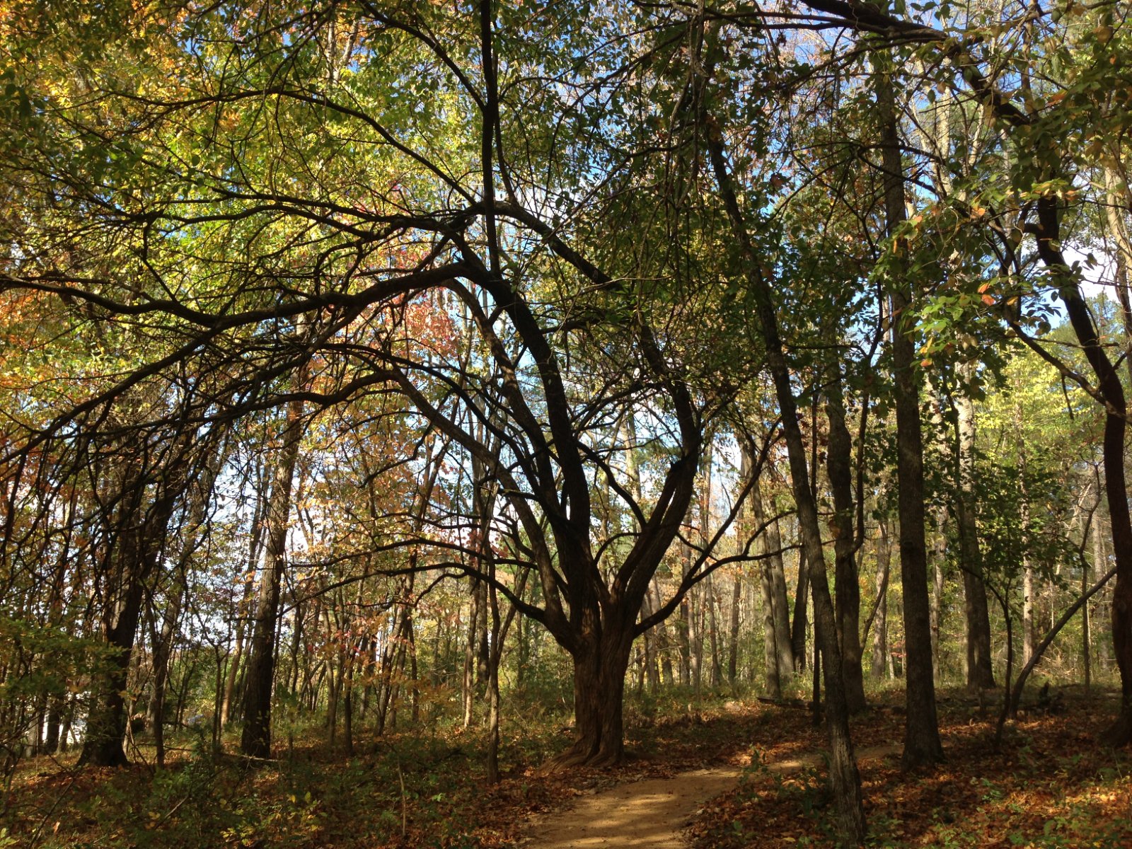 the tree lined path of a small park