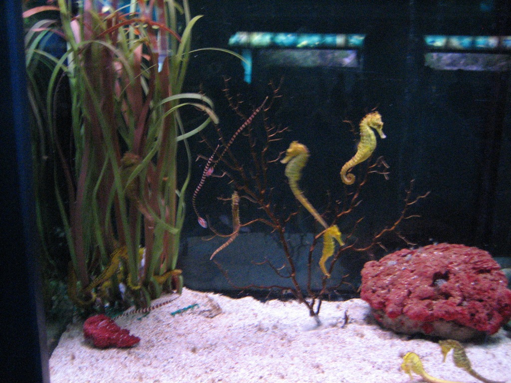 marine life in an aquarium with two shrimp