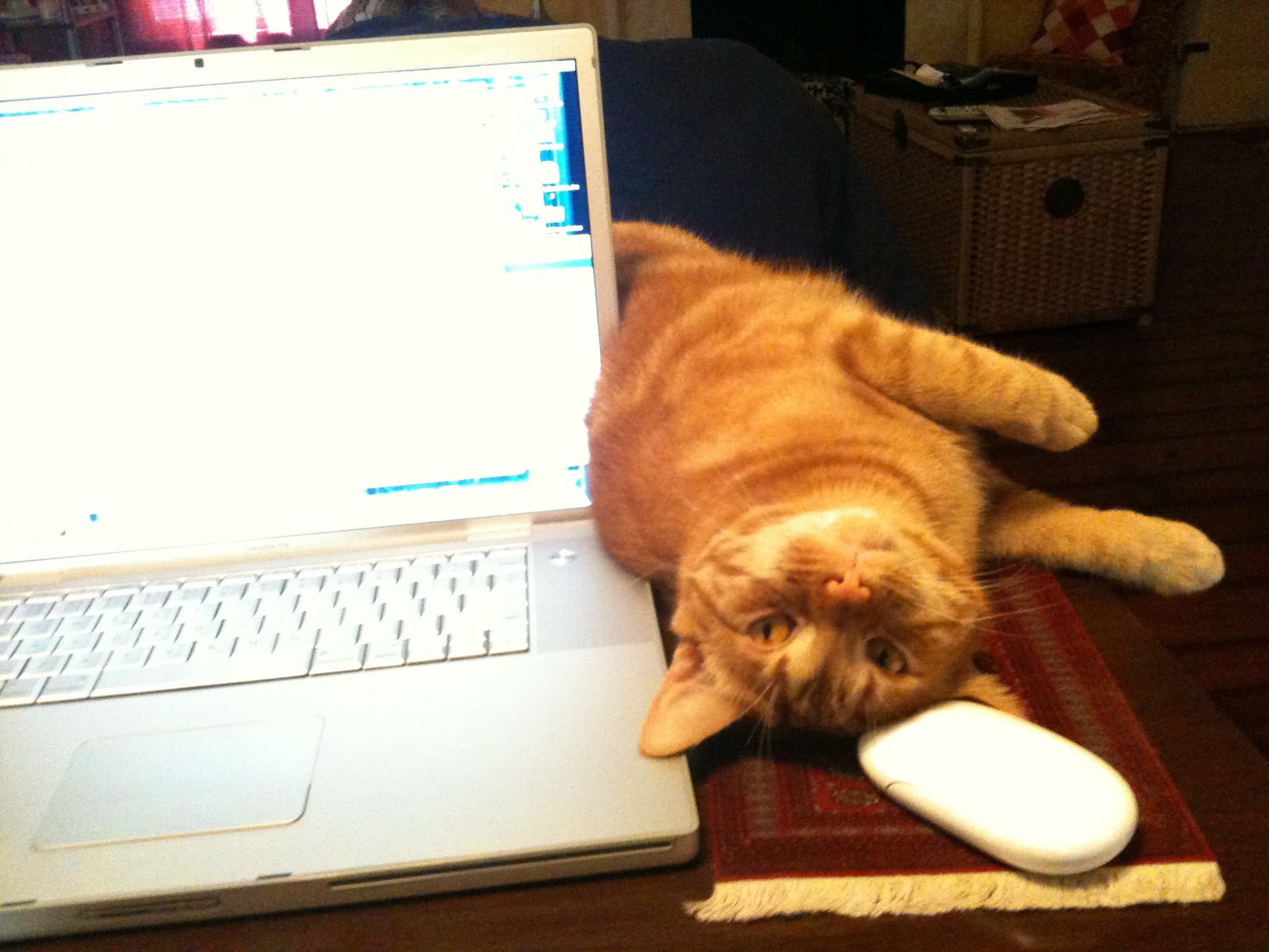 a cat laying next to a laptop on a table