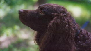the head and neck of a brown poodle