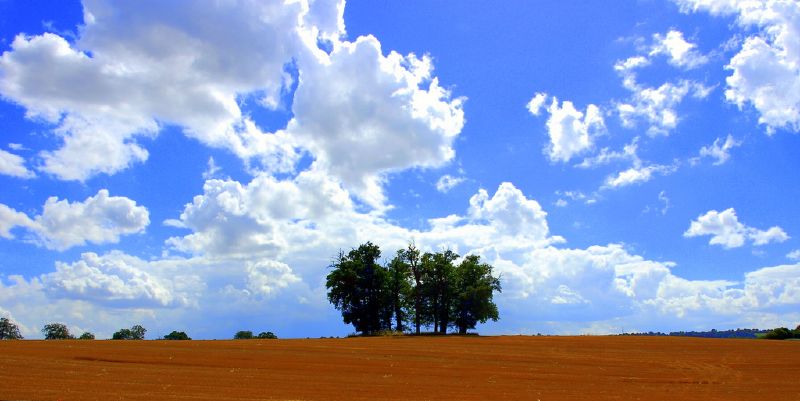 a dirt field with two trees on the other side